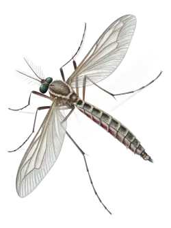 Imagen PNG para descargar